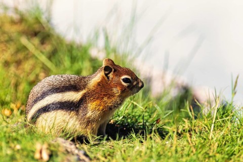 Golden-mantled ground squirrel (Callospermophilus lateralis) on a sunny grass meadow, Banff