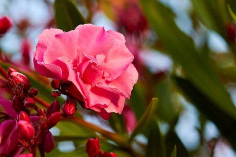 Close-up of a single pink flower with soft background, Koroni, Byzantine fortress, nunnery,