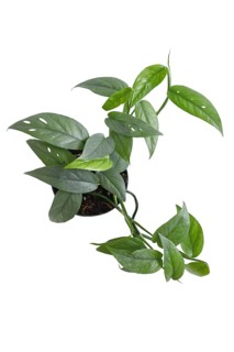 Top view of tropical 'Epipremnum Pinnatum Cebu Blue' houseplant with silver-blue leaves in flower