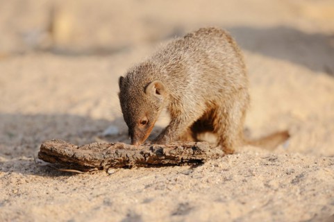 Banded mongoose (Mungos mungo), juvenile, captive, occurrence in Africa