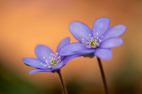 Liverwort, (Anemone hepatica), flower, early bloomer, plant, Steinhagen, Lower Saxony, Germany,