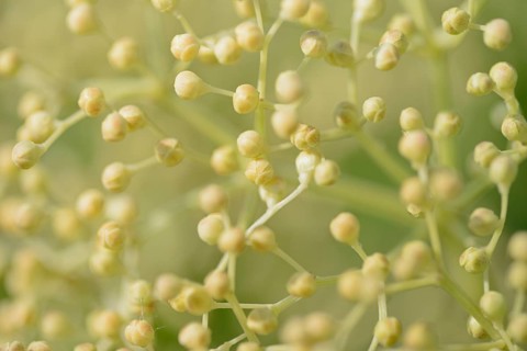 Elder (Sambucus nigra), umbrella panicle with single flowers still closed, North Rhine-Westphalia,