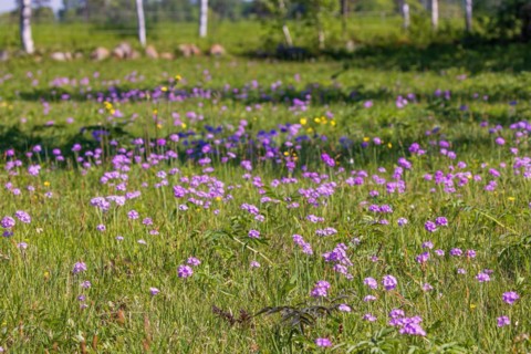 Meadow with Bird's-eye primrose (Primula farinosa) in bloom a sunny summer day