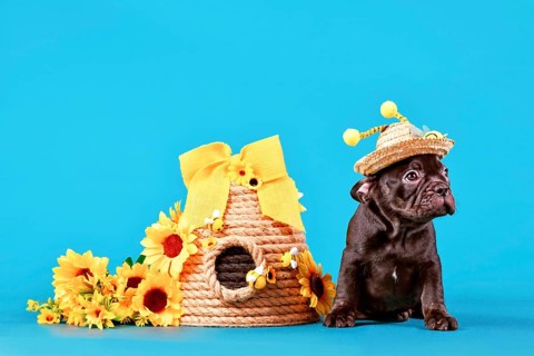 Black French Bulldog dog puppy with bee costume hat with antlers sitting next to beehive and