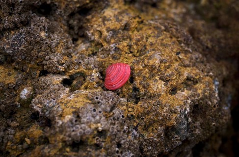 Red shell on the beach, Praia da Dona Ana, Lagos, cliffs, Atlantic Ocean, Algarve, Portugal, Europe