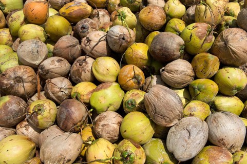 A pile of fresh coconuts, fruits of the coconut palm (Cocos nucifera), for the production of copra,
