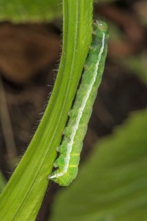 Close-up of a Gothica catkin owl caterpillar (Orthosia gothica) on a leaf stalk in nature, the