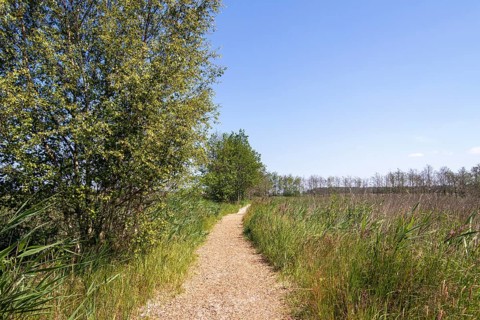 Circular hiking trail, trees, grass, Darßer Ort, Born a. Darß, Mecklenburg-Vorpommern, Germany,