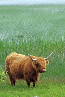 Brown Highland cow in high reeds on the shore of a lake in front of a green meadow, Mull, Inner