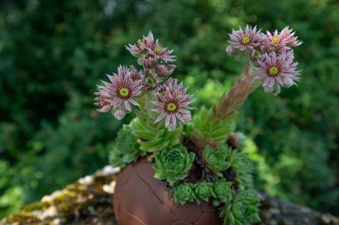 Flowering roof houseleek (Sempervivum tectorum), Bavaria, Germany, Europe