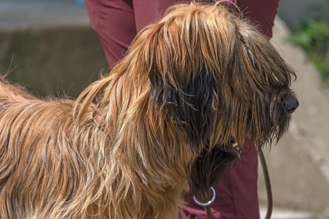 Portrait of a Briard, French dog breed, Mecklenburg-Vorpommern, Germany, Europe