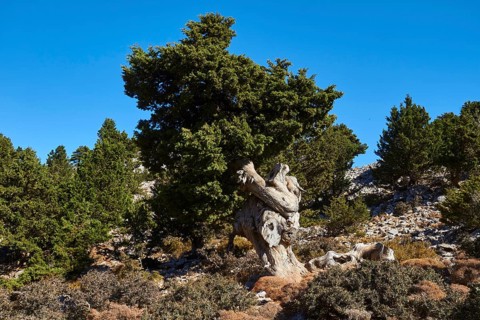 Niatos Plateau, Single, twisted pine tree in front of a blue sky, near Askifou, Sfakia, West Crete,