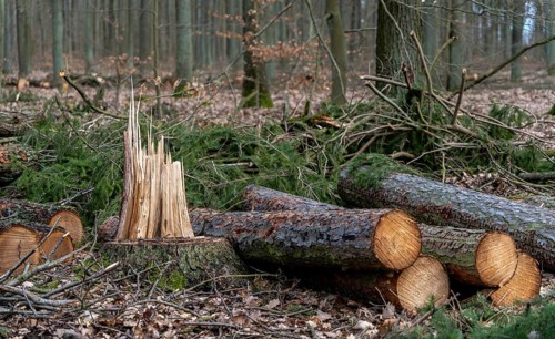 Detailed photo, forestry and clearing in the forest, Berlin, Germany, Europe