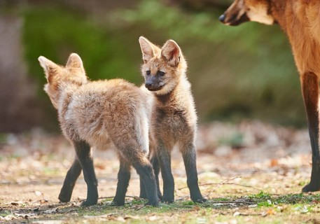 Maned wolf (Chrysocyon brachyurus) cub in spring, captive, Germany, Europe