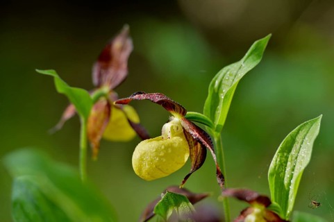Close-up of lady's-slipper orchid (Cypripedium calceolus) in a forest in spring, Bavaria, Germany,
