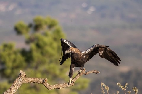 Iberian Eagle (Aquila adalberti), Spanish imperial eagle, Extremadura, Castilla La Mancha, Spain,