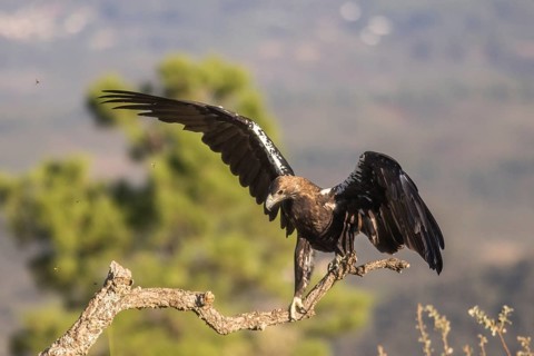 Iberian Eagle (Aquila adalberti), Spanish imperial eagle, Extremadura, Castilla La Mancha, Spain,