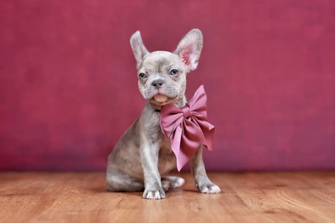 Lilac Brindle French Bulldog dog puppy with burgundy ribbon sitting in front of studio background