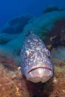 Portrait of dusky grouper (Epinephelus marginatus) (Mycteroperca marginatus) in the Mediterranean