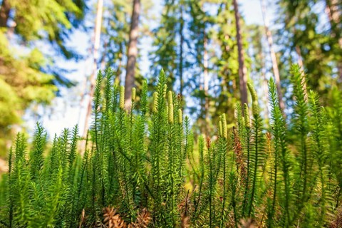 Interrupted club-moss (Spinulum annotinum) growing on the forest floor in a pine woodland at summer