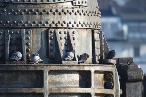 City pigeons, street doves (Columbidae) sitting on metal, Thomas converter or Thomas pear,