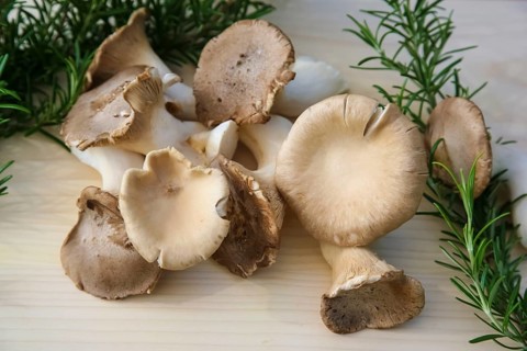 Brown king oyster mushroom (Pleurotus eryngii), cultivated mushrooms, raw king oyster mushrooms on