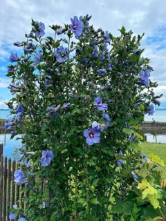 Althaea officinalis, rose mallow, shrub mallow, garden mallow, Syrian mallow, Sharon rose, festival