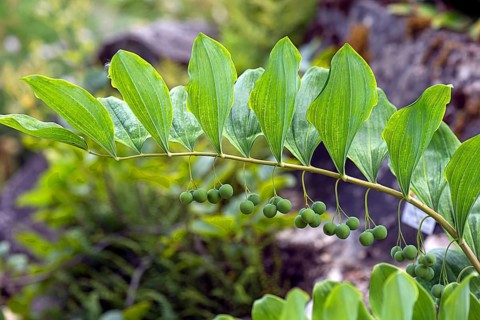 Solomon's seal (Polygonatum multiflorum), Botanical Garden, Erlangen, Middle Franconia, Bavaria,
