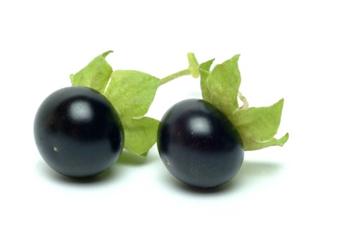 Food, fruit, black Jaltomata, Jaltomata procumbens is a plant species from the genus Jaltomata in