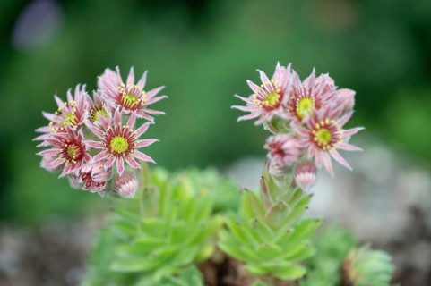 Flowering common houseleek (Sempervivum tectorum), Franconia, Bavaria, Germany, Europe