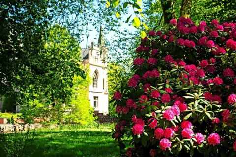 Rhododendron blossoms, castle park, Evenburg, Leer, East Frisia, Germany, Europe