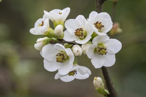 Japanese ornamental quince (Chaenomeles japonica), white form, Nordhorn Zoo, Lower Saxony, Germany,