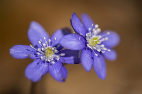 Liverwort (Hepatica nobilis), North Rhine-Westphalia, Germany, Europe