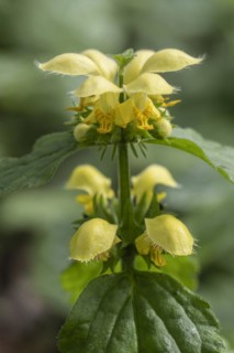 Yellow archangel (Lamium galeobdolon), Emsland, Lower Saxony, Germany, Europe