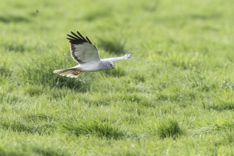 Hen harrier (Circus cyaneus), Emsland, Lower Saxony, Germany, Europe