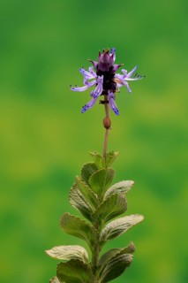 Piss-off plant (Plectranthus ornatus), cat repellent, flowering, Elllerstadt, Germany, Europe
