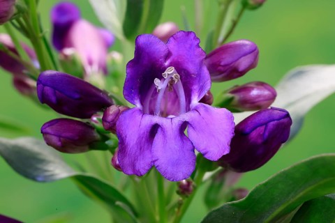 Upright bearded thread (Penstemon strictus), flower, flowering, Germany, Europe