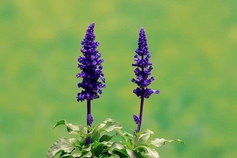 Mealycup sage (Salvia farinacea), flowering, Elllerstadt, Germany, Europe