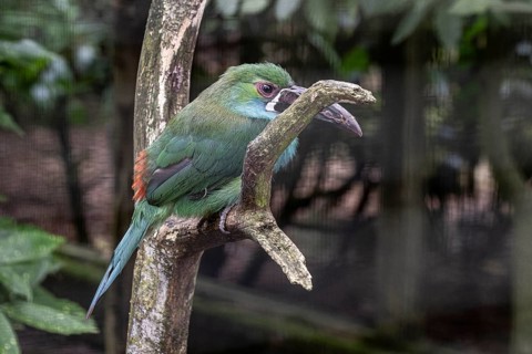 Crimson-rumped toucanet (Aulacorhynchus haematopygus), Walsrode Bird Park, Lower Saxony, Germany,