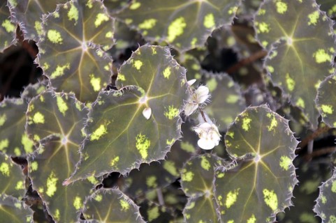 Oblique leaf, Begonia boweri, var. nigramarga, Mexico, Central America