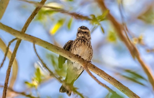 Black-throated canary (Crithagra atrogularis) sitting on a branch in a tree, Etosha National Park,