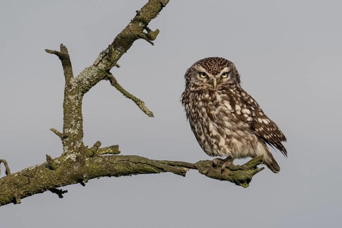 Little owl (Athene noctua), Emsland, Lower Saxony, Germany, Europe