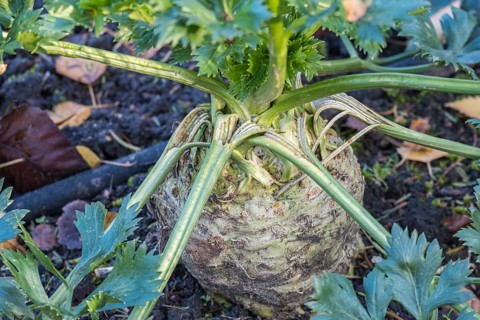 Celeriac (Apium graveolens var. rapaceum) in a vegetable patch, North Rhine-Westphalia, Germany,