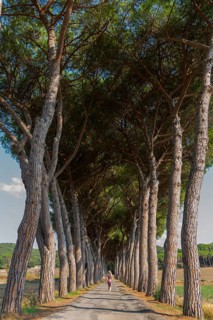 Woman in an avenue of pine trees, road, path, avenue, pine tree (Pinus pinea), travel, tourism,