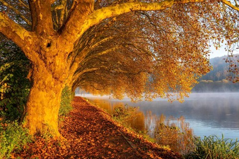 Autumn colours on the Platanen Allee, Hardenberg Ufer, lakeside path on Lake Baldeney, near Haus