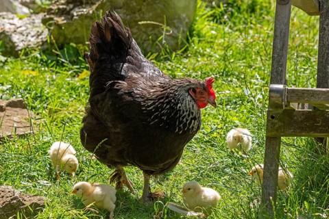 Chicken with chicks, Eime, Leinebergland, Lower Saxony, Germany, Europe