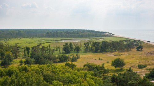 Coastal landscape at the western beach, sandy beach, reed and moor areas, pond, Darß forest, pine