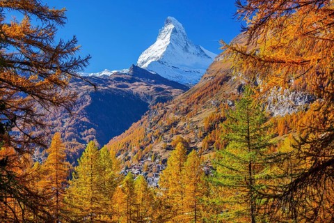 Autumn view of the Matterhorn 4478m and golden yellow larches, Zermatt, Mattertal, Valais,