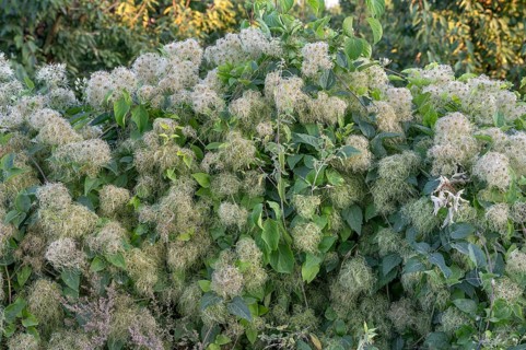 Clematis seed head, Bavaria, Germany, Europe