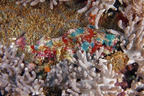 A strikingly patterned fish, humpback scorpionfish (Scorpaenopsis diabolus), amidst corals, dive